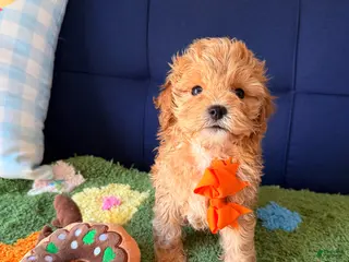 Cavapoo dogs for sale: lucas - Ad 2