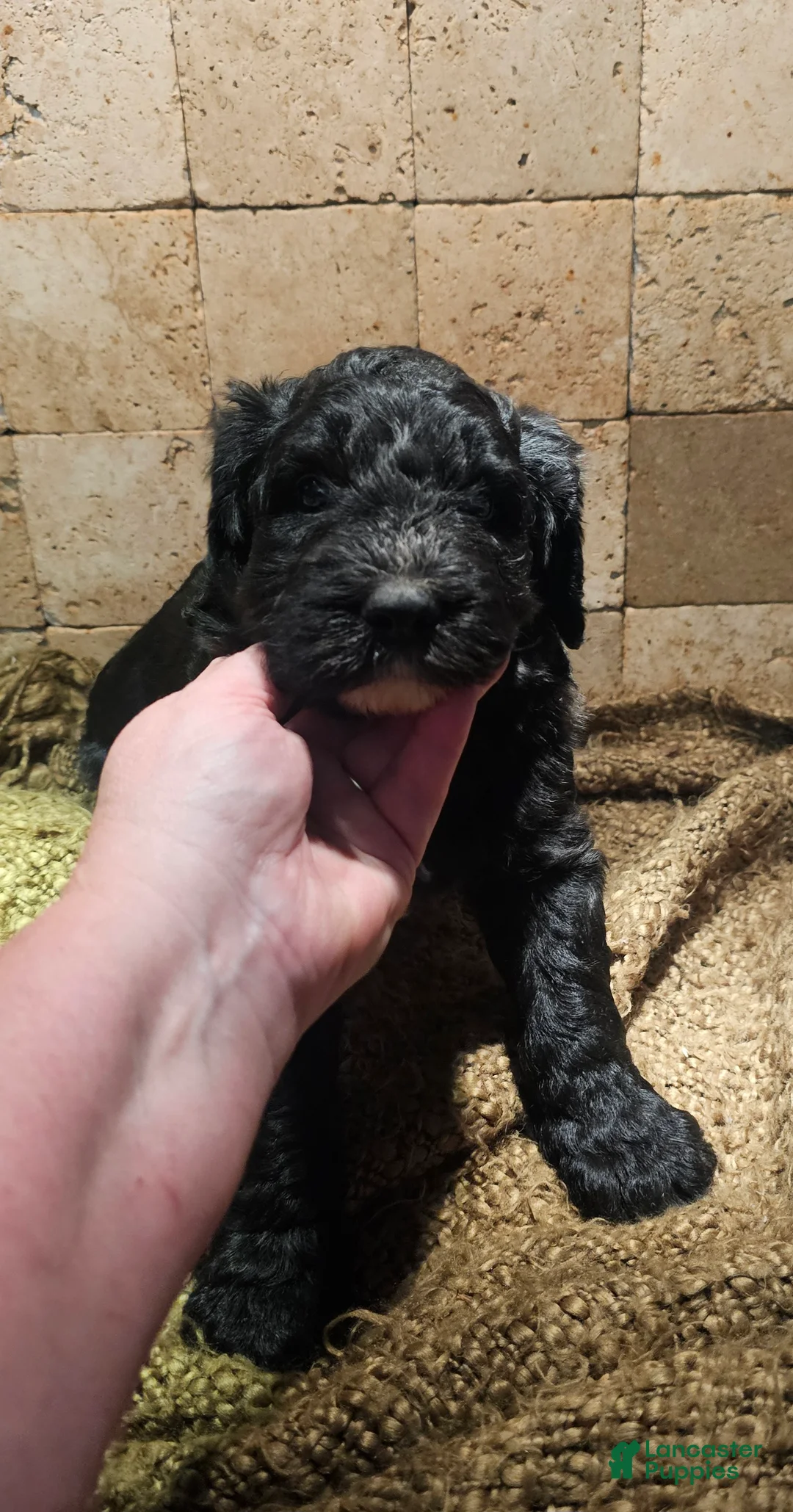 Sheepadoodle dogs for sale: Brody - Ad 2