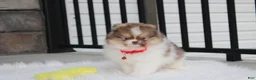 Pomeranian dogs for sale: Bentley AKC - Ad 27