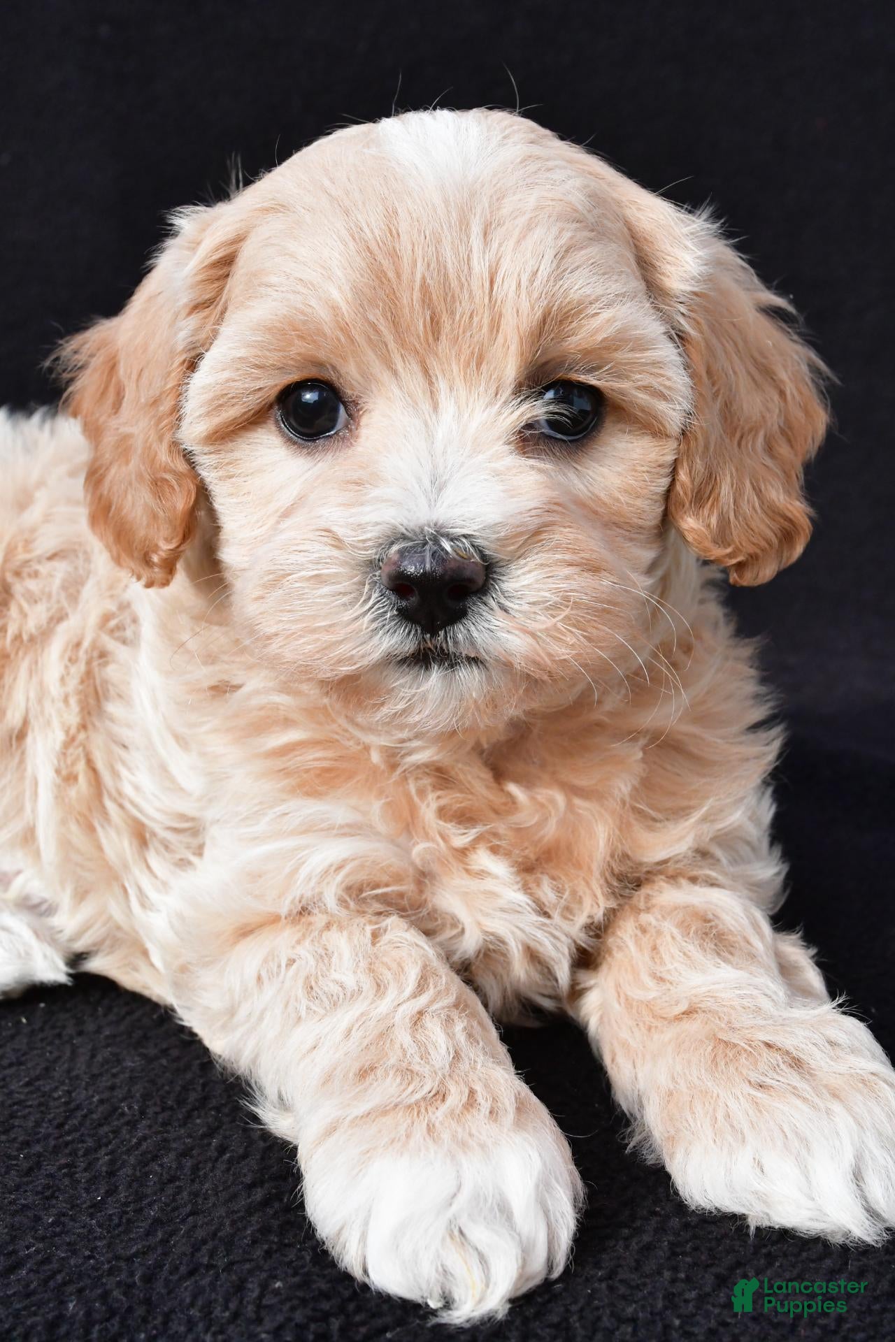 Maltipoo dogs for sale: Gwen - Ad 2