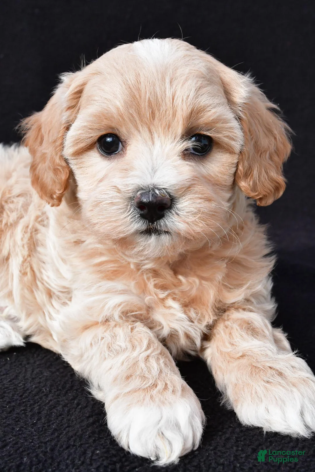 Maltipoo dogs for sale: Gwen - Ad 2