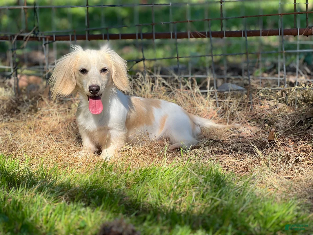 Miniature Dachshund dogs for sale: Blue collar girl  - Ad 8