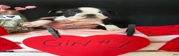 Boston Terrier dogs for sale: Boston Terrier Puppy 3 - Ad 3