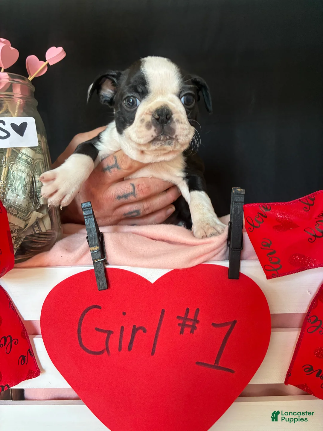 Boston Terrier dogs for sale: Boston Terrier Puppy 3 - Ad 3