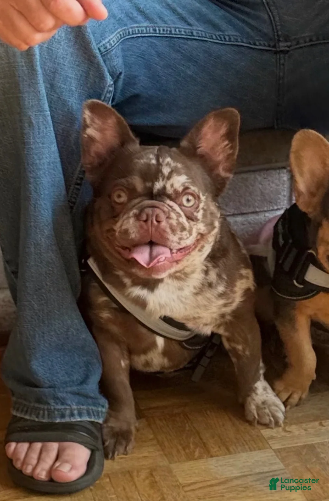French Bulldog dogs for sale: 2 face  - Ad 3