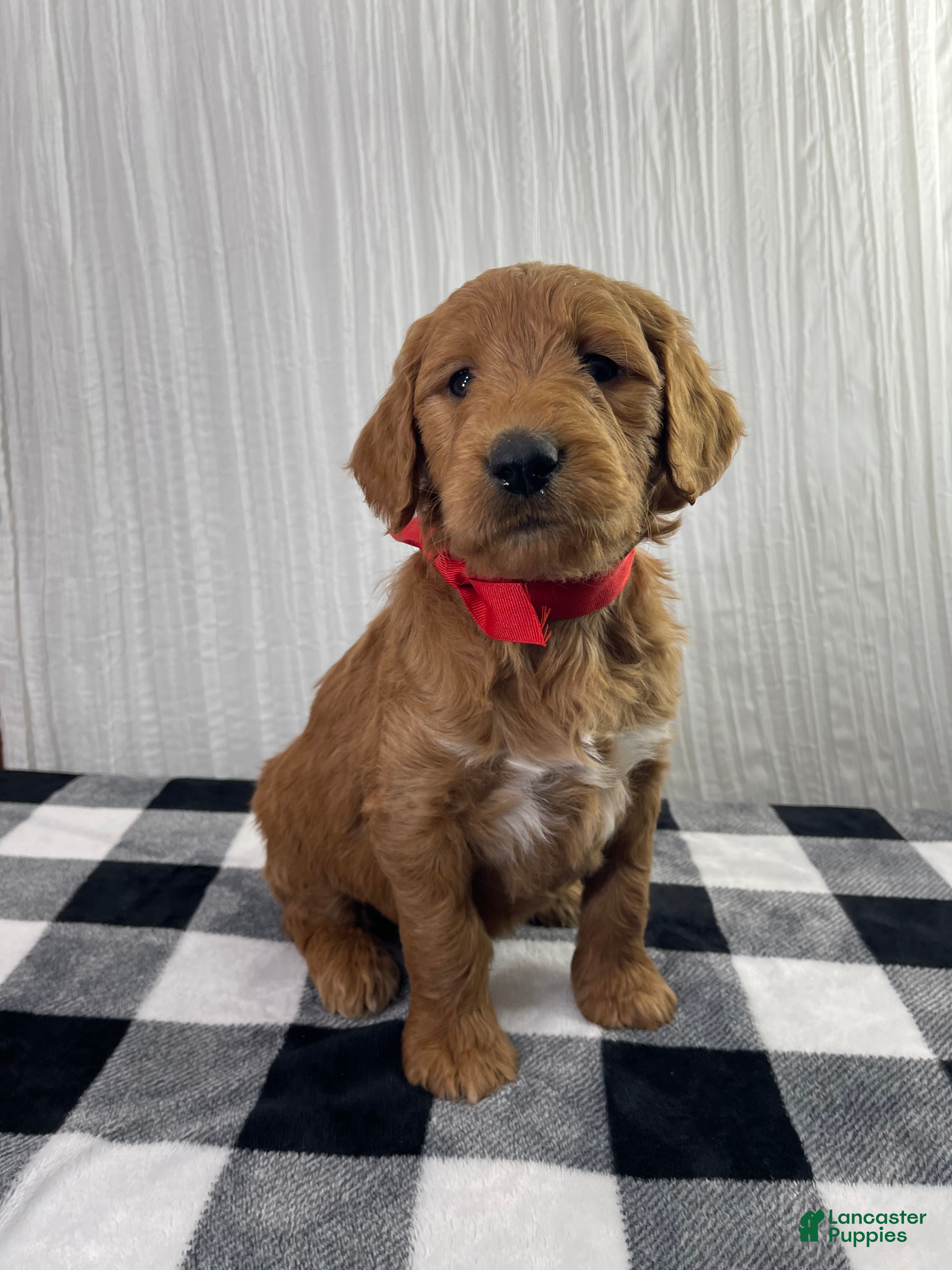 Goldendoodle dogs Ollie  - Ad 1