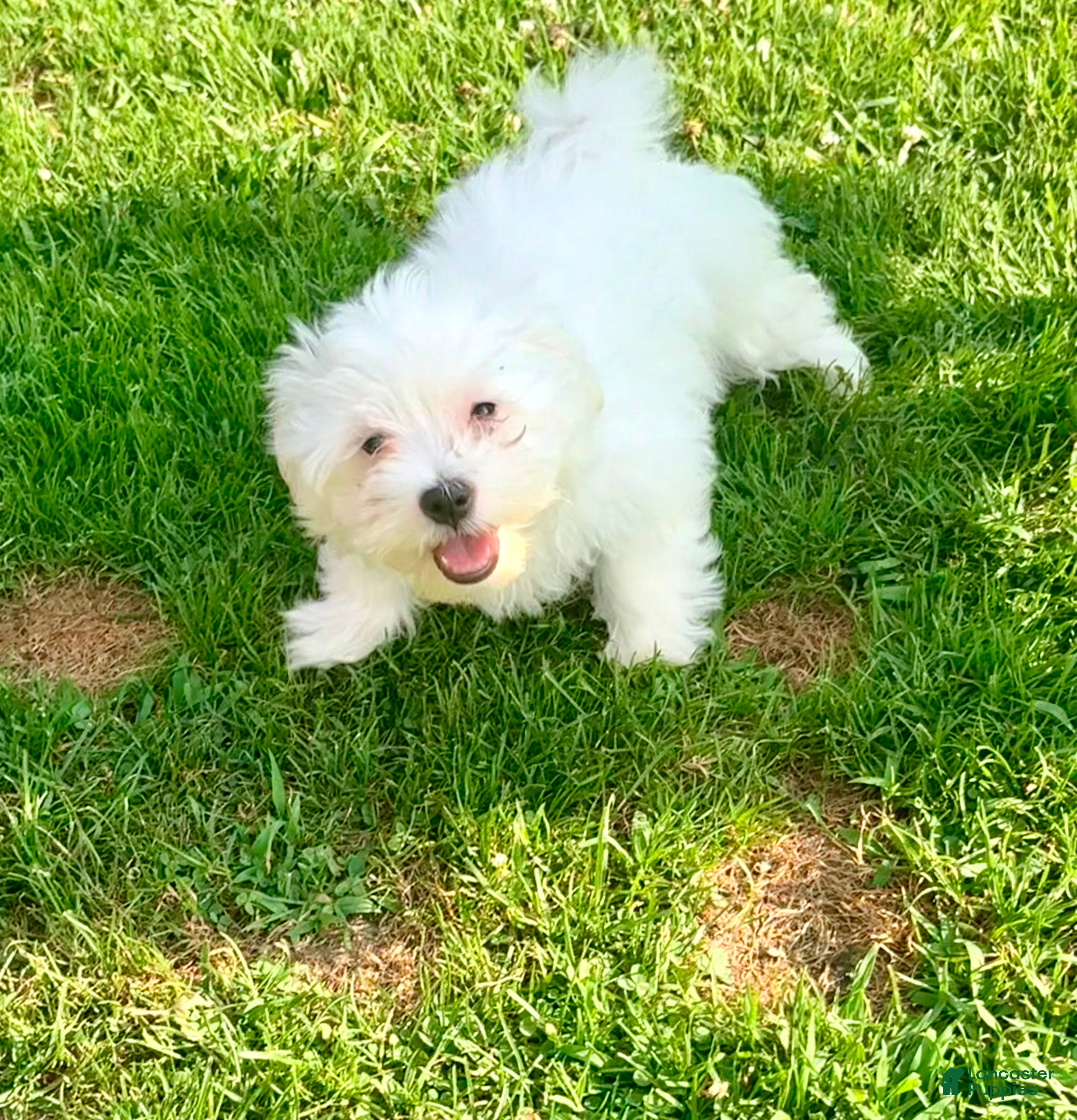 Maltese dogs Spike  - Ad 41