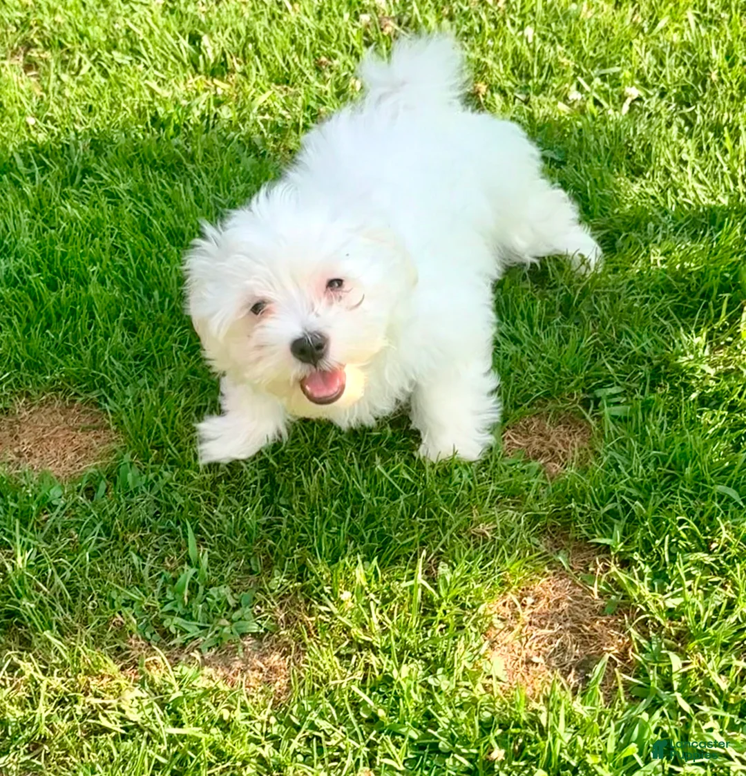 Maltese dogs for sale: Spike  - Ad 2
