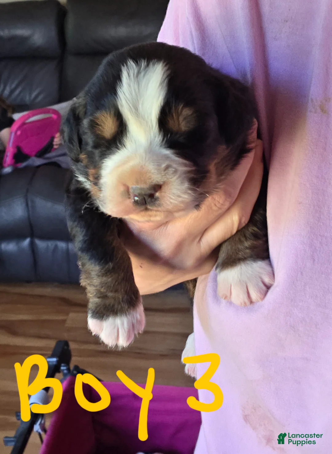 Bernese Mountain Dog dogs for sale: Bernese Mountain Dog Puppy 3 - Ad 2
