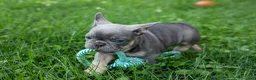 French Bulldog dogs for sale: 🐾 Mateo - Ad 10