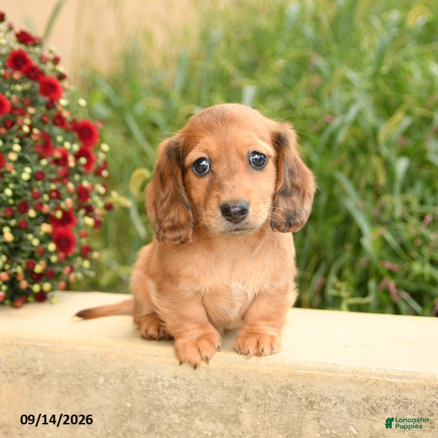 Miniature Dachshund dogs Flower - Ad 1