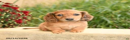 Miniature Dachshund dogs for sale: Flower - Ad 1