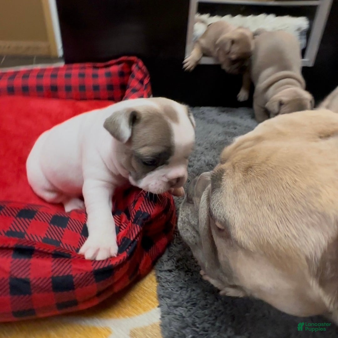 French Bulldog dogs for sale: Abbi - Ad 9