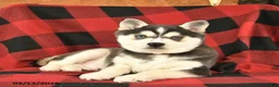 Alaskan Klee Kai dogs for sale: Raven  - Ad 3