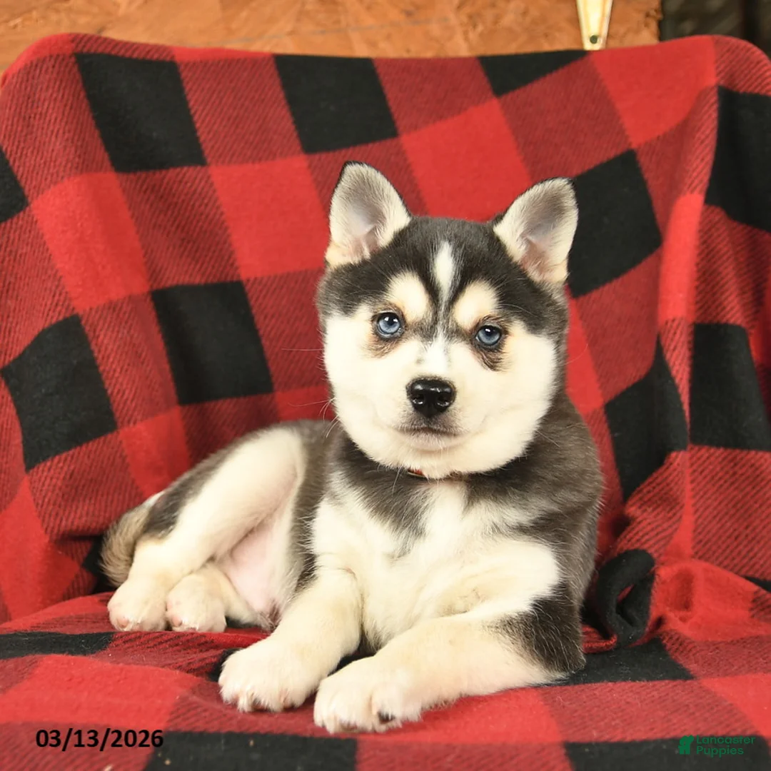 Alaskan Klee Kai dogs for sale: Raven  - Ad 3