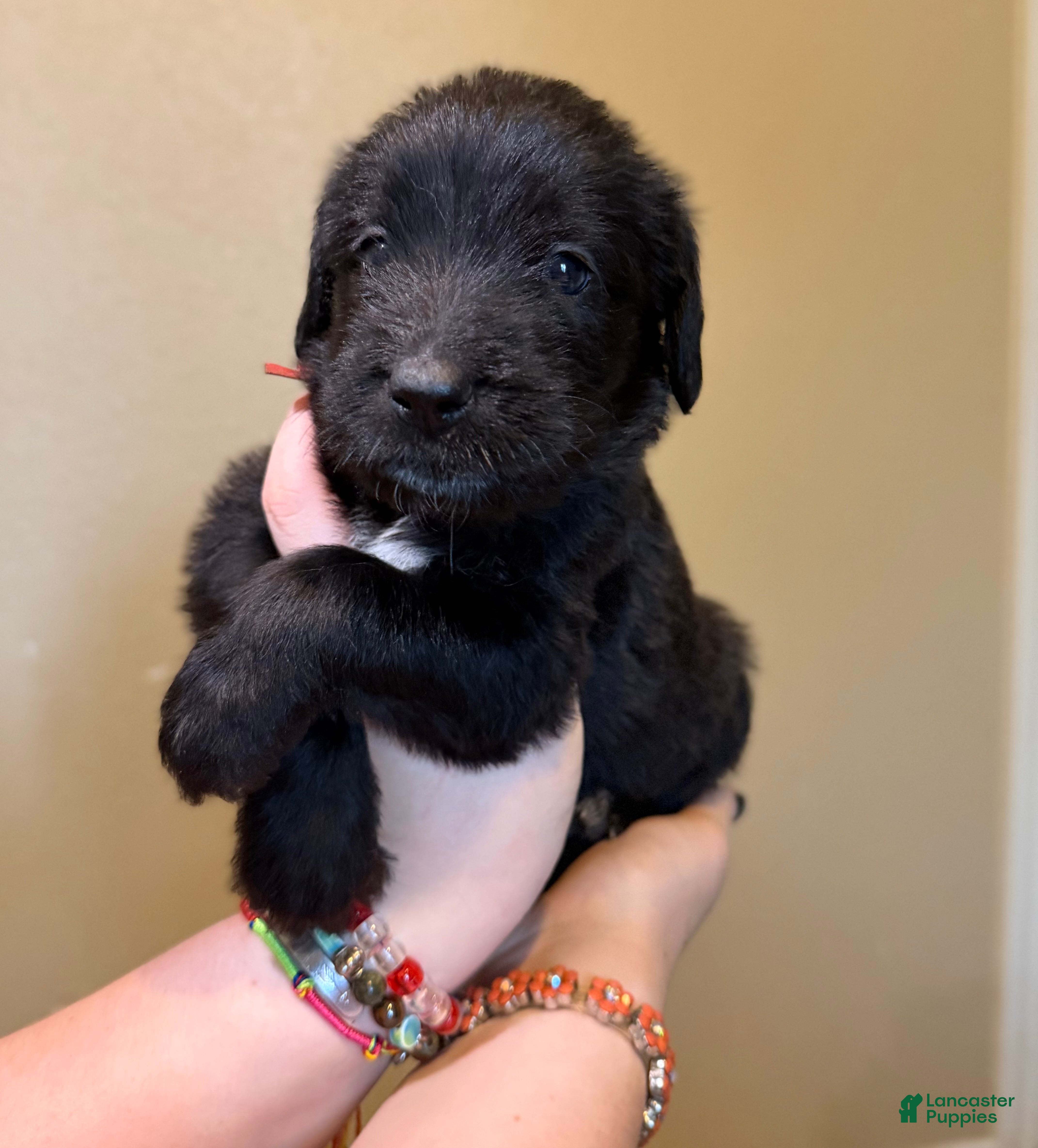 Mixed Breed dogs French Fry - Ad 1