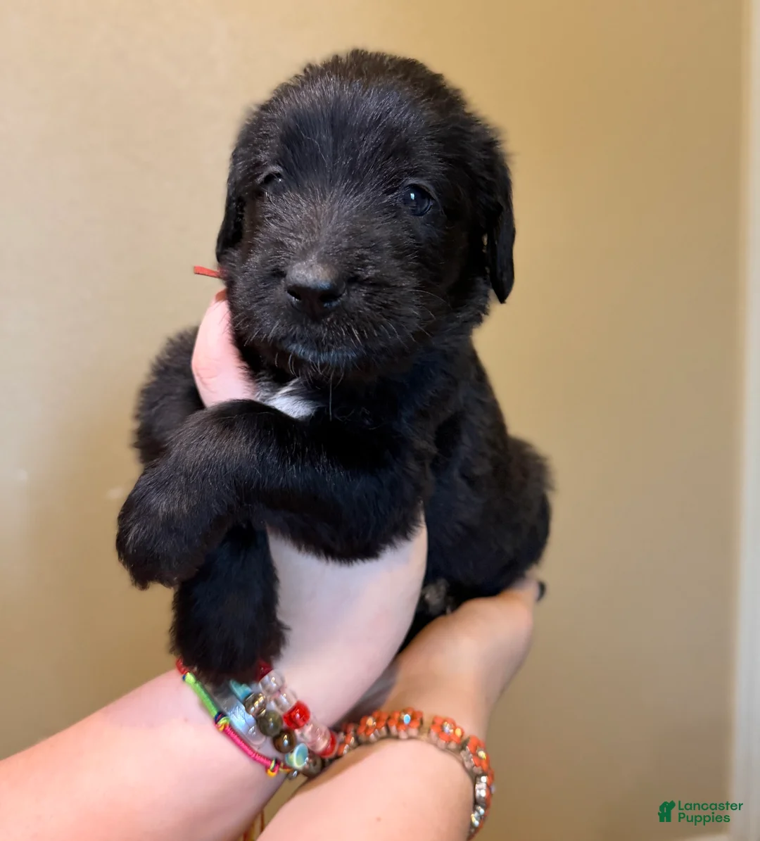 Mixed Breed dogs for sale: French Fry - Ad 1