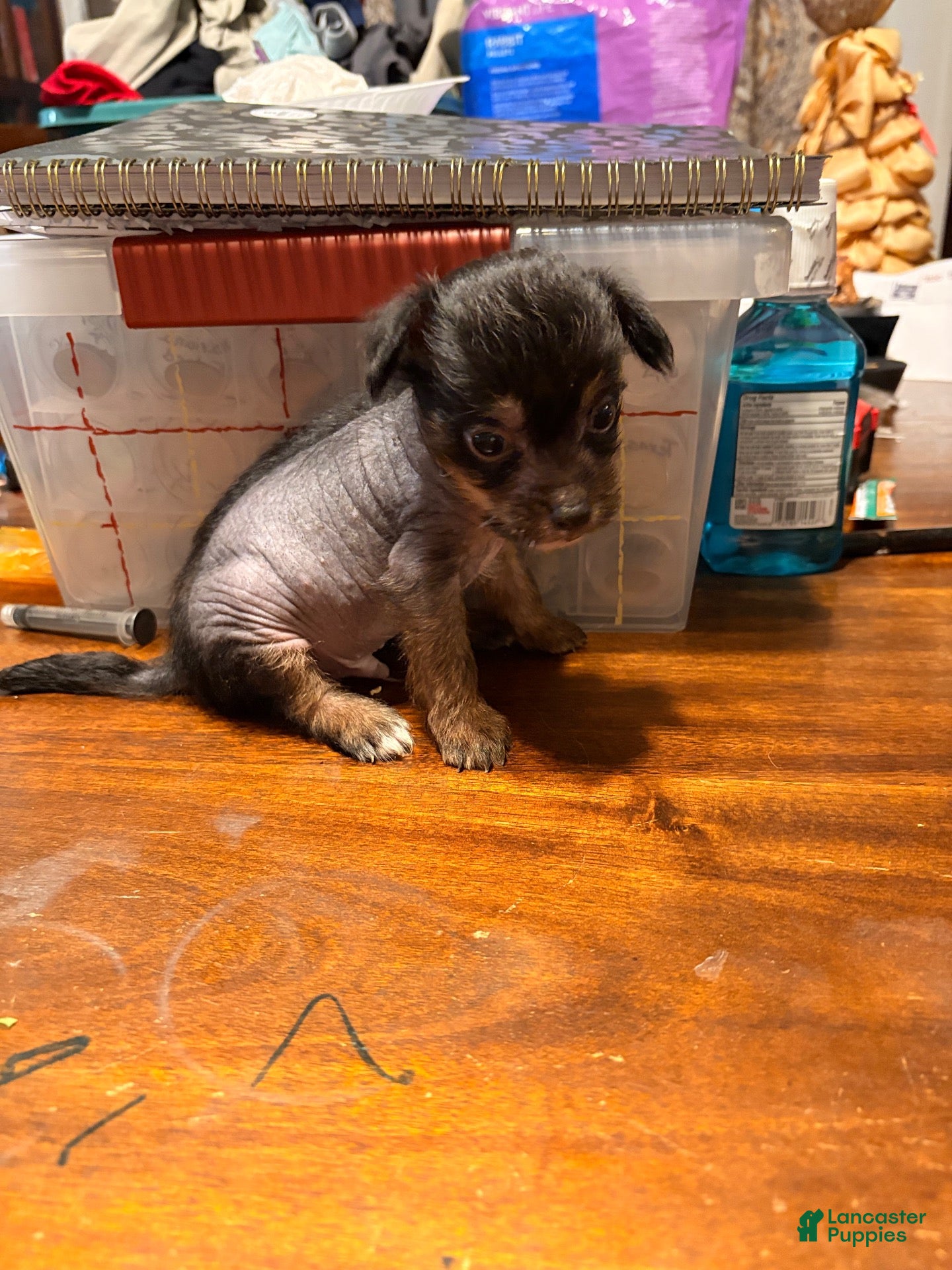 Chinese Crested dogs for sale: Chinese Crested 1 - Ad 1