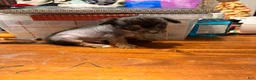 Chinese Crested dogs for sale: Chinese Crested 1 - Ad 1