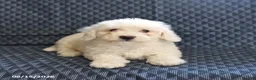 Bichon Frise dogs for sale: Bobby - Ad 1