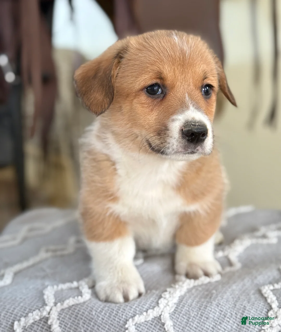 Welsh Corgi Pembroke dogs for sale: Frankie - Ad 1