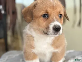 Welsh Corgi Pembroke dogs Frankie - Ad 30