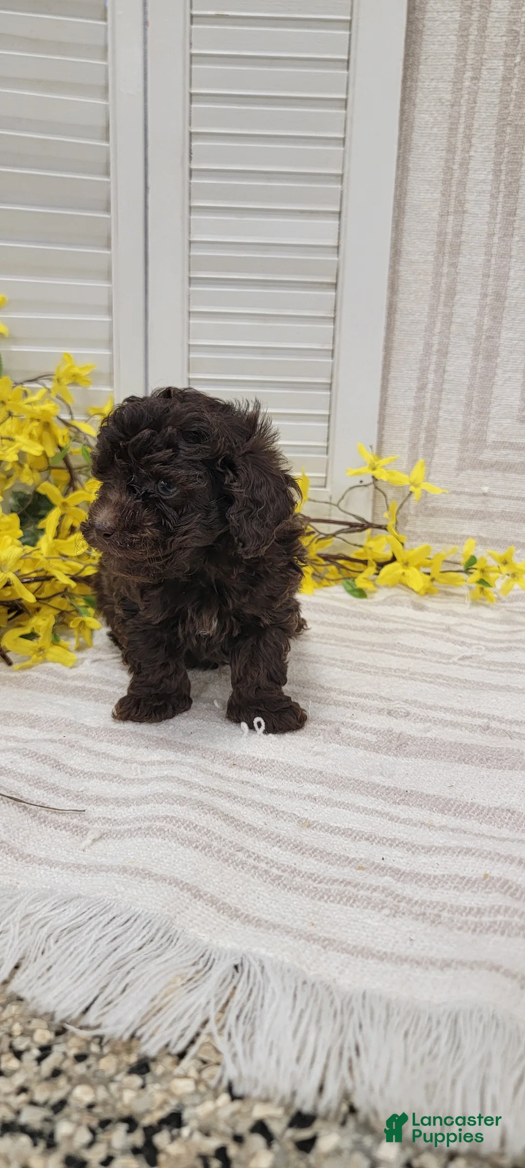 Toy Poodle dogs for sale: Rudy - Ad 8
