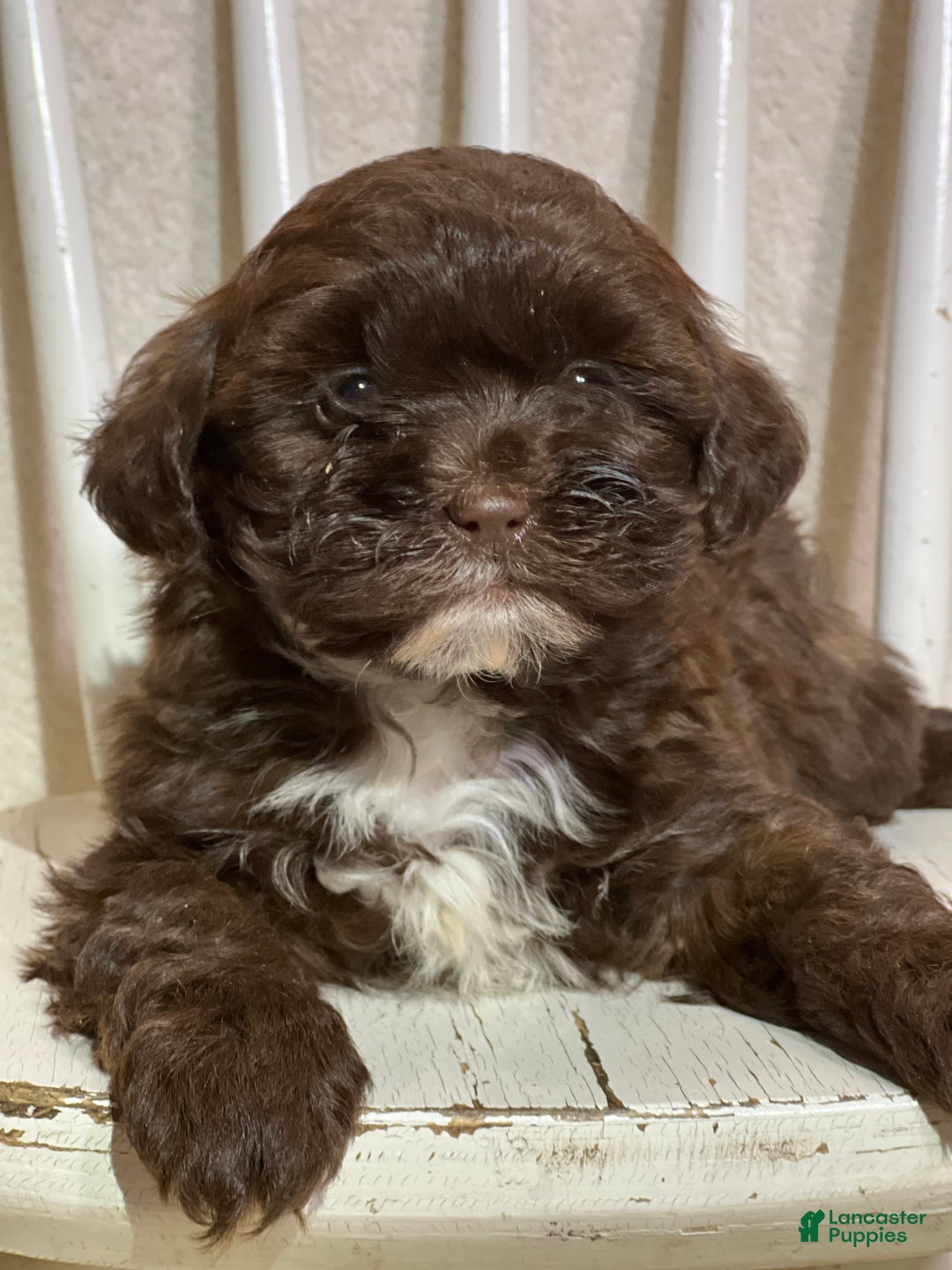 Shihpoo dogs for sale: Louie - Ad 1