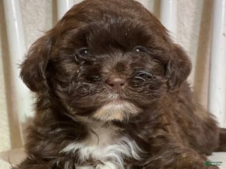 Shihpoo dogs Louie - Ad 35
