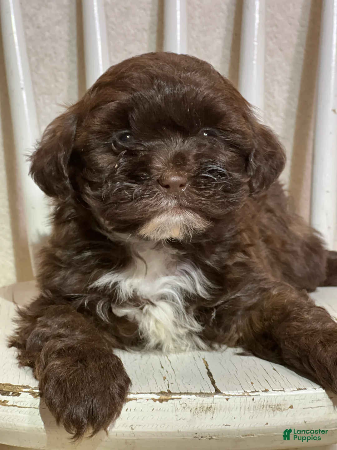 Shihpoo dogs for sale: Louie - Ad 1