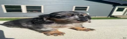 Miniature Dachshund dogs for sale: Toby - Ad 7