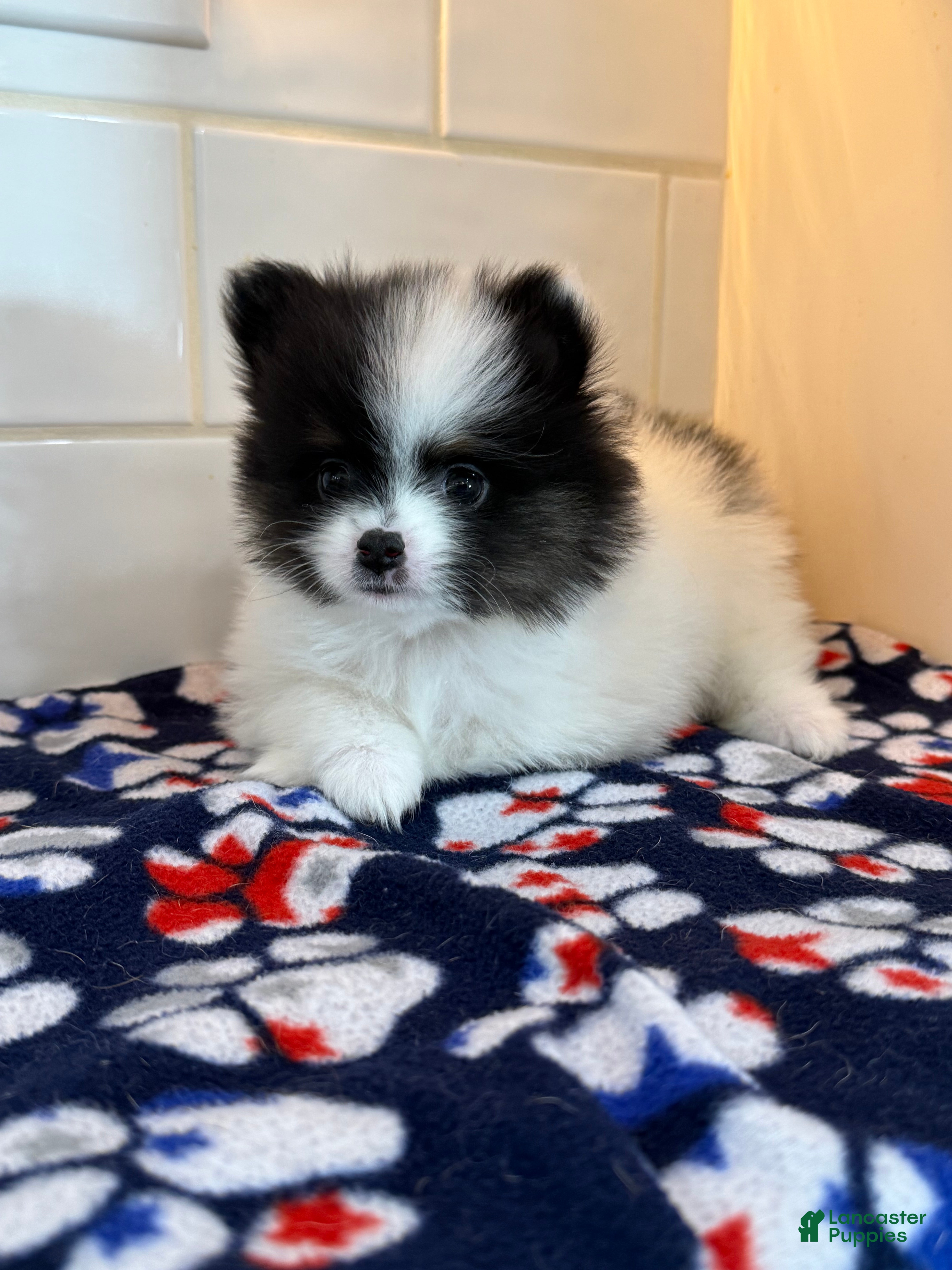 Pomeranian dogs Eli - Ad 2