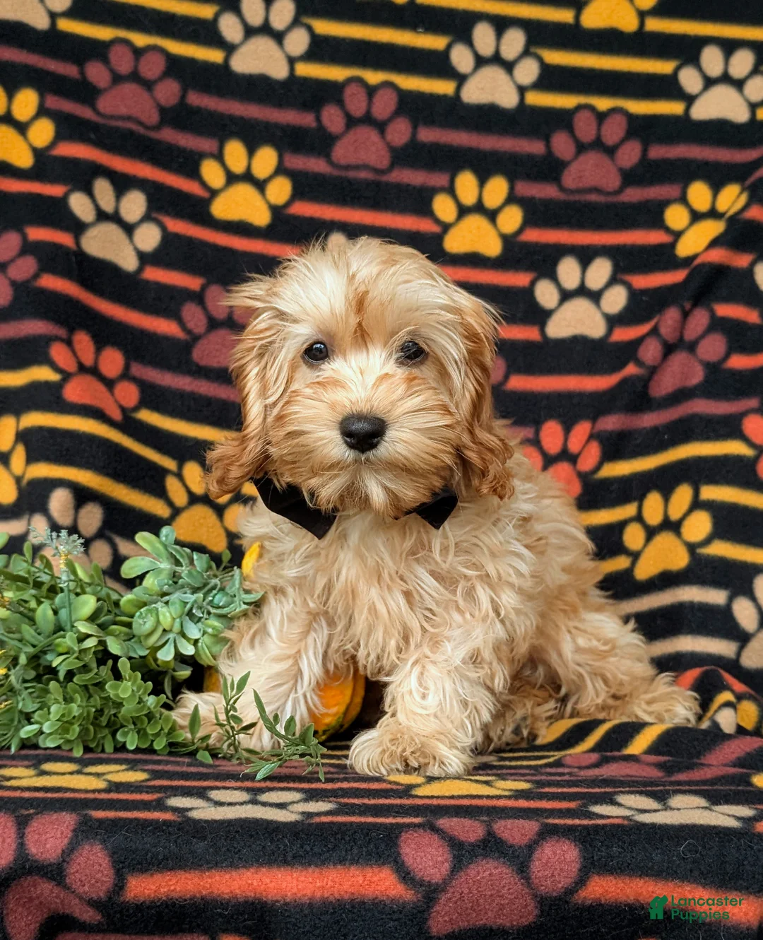 Cockapoo dogs for sale: Bryant 9 lbs Full Grown - Ad 2