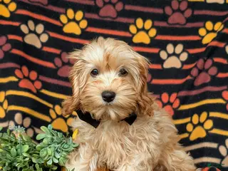 Cockapoo dogs Bryant 9 lbs Full Grown - Ad 2