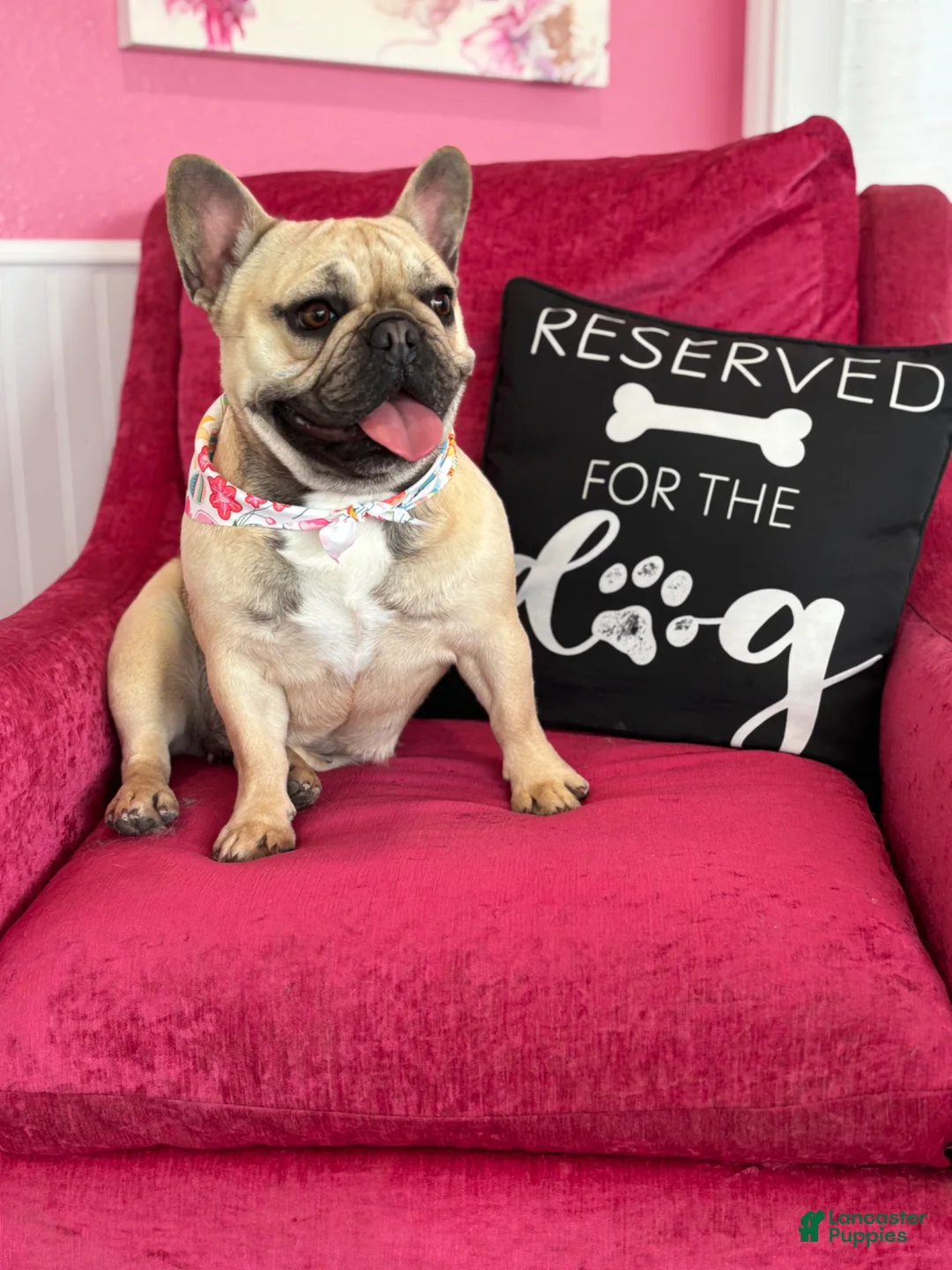 French Bulldog dogs for sale: French Bulldog Puppy 1 - Ad 2