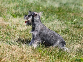 Miniature Schnauzer dogs - Ad 20
