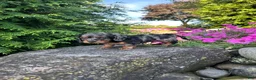 Miniature Dachshund dogs for sale: Carly  - Ad 10