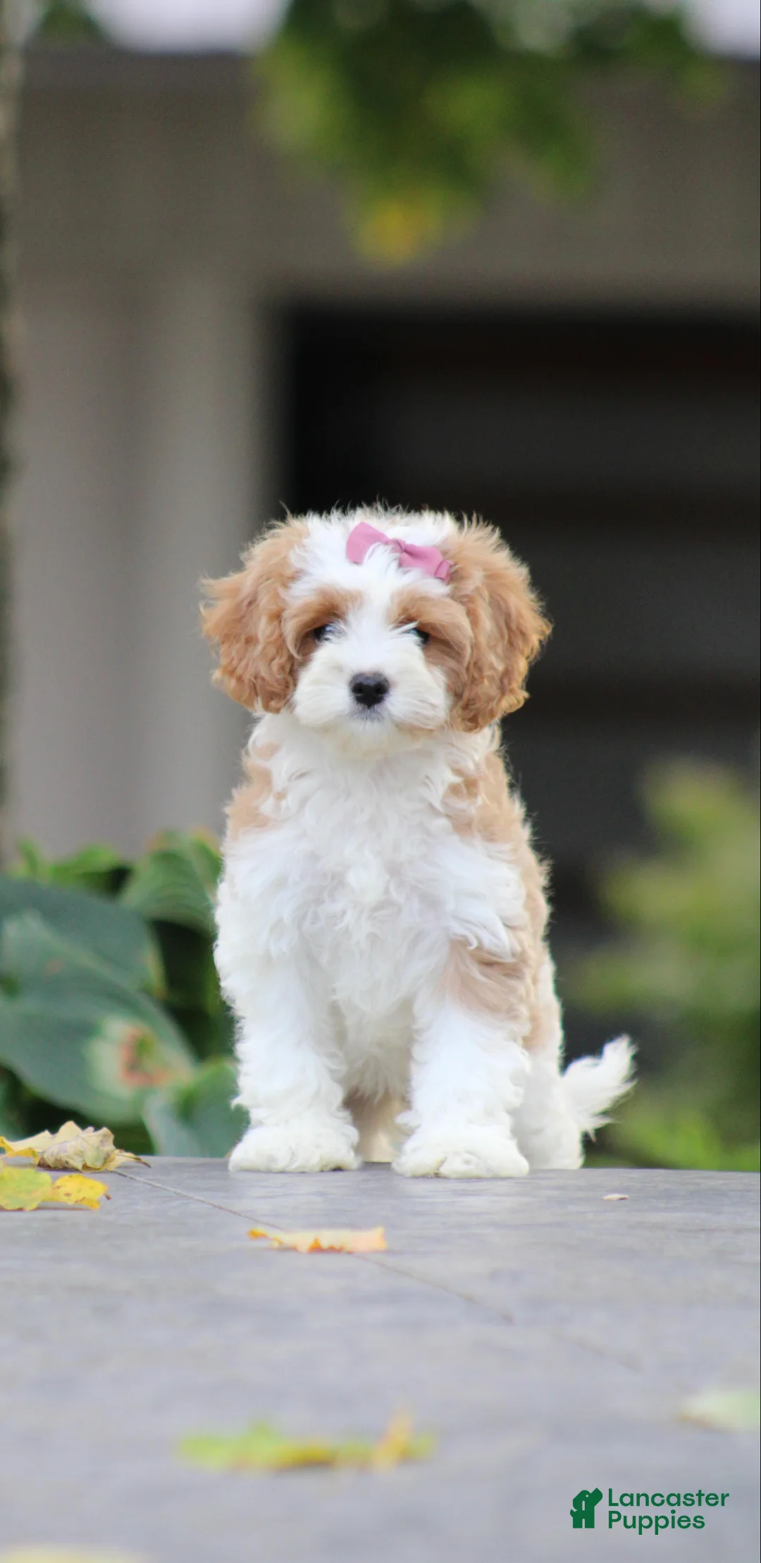Cavapoo dogs for sale: Sophia - Ad 1