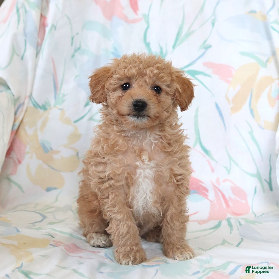 Miniature Poodle dogs Reu  - Ad 1