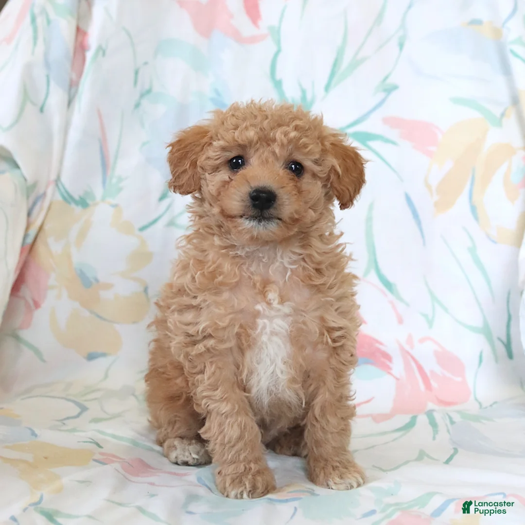 Miniature Poodle dogs for sale: Reu  - Ad 1