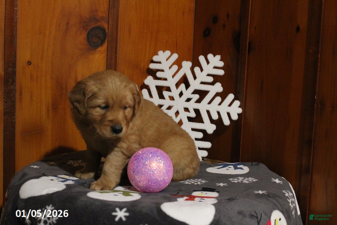 Golden Retriever dogs for sale: Maple    - Ad 3