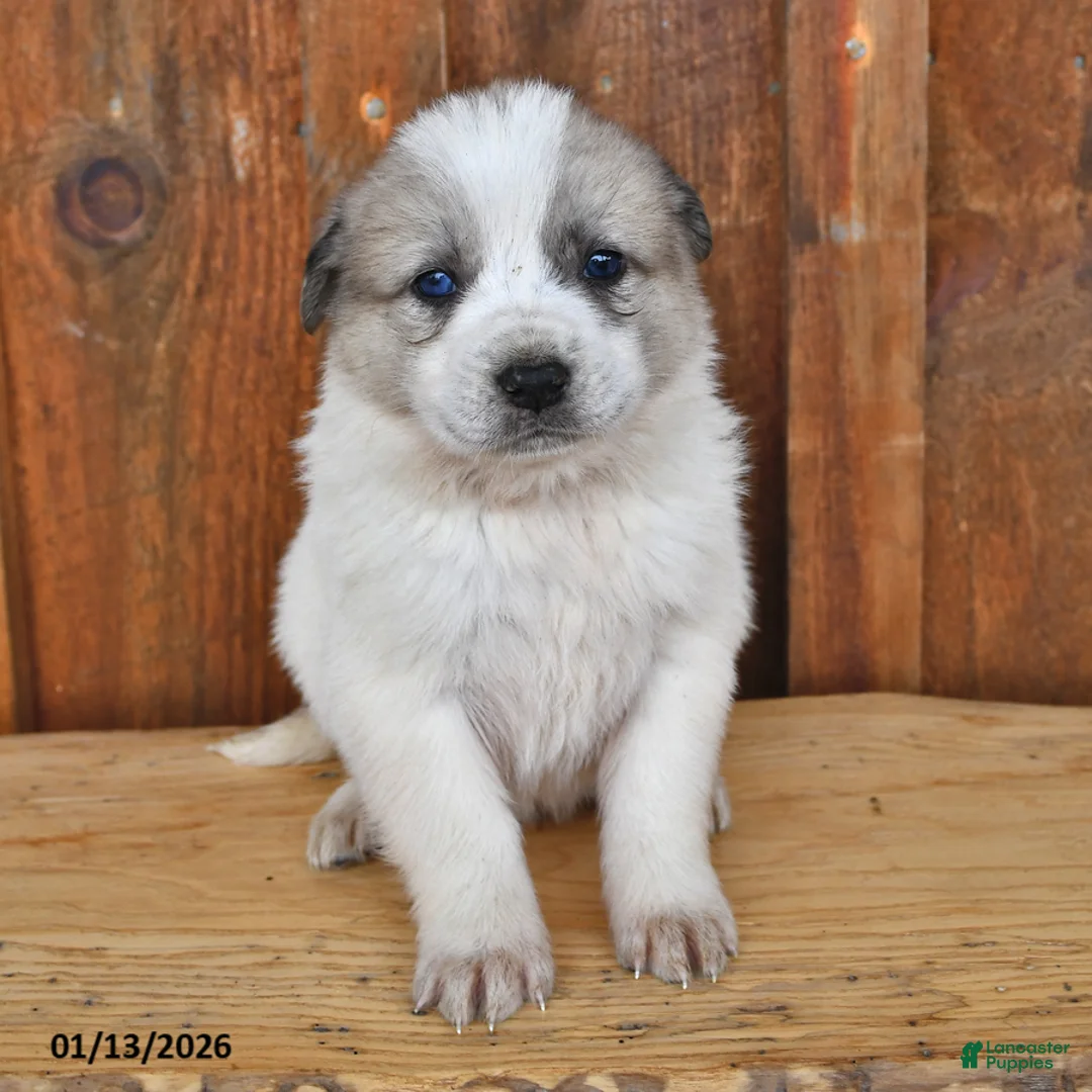 Mixed Breed dogs for sale: Cooper - Ad 1