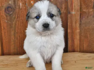 Mixed Breed dogs Cooper - Ad 24