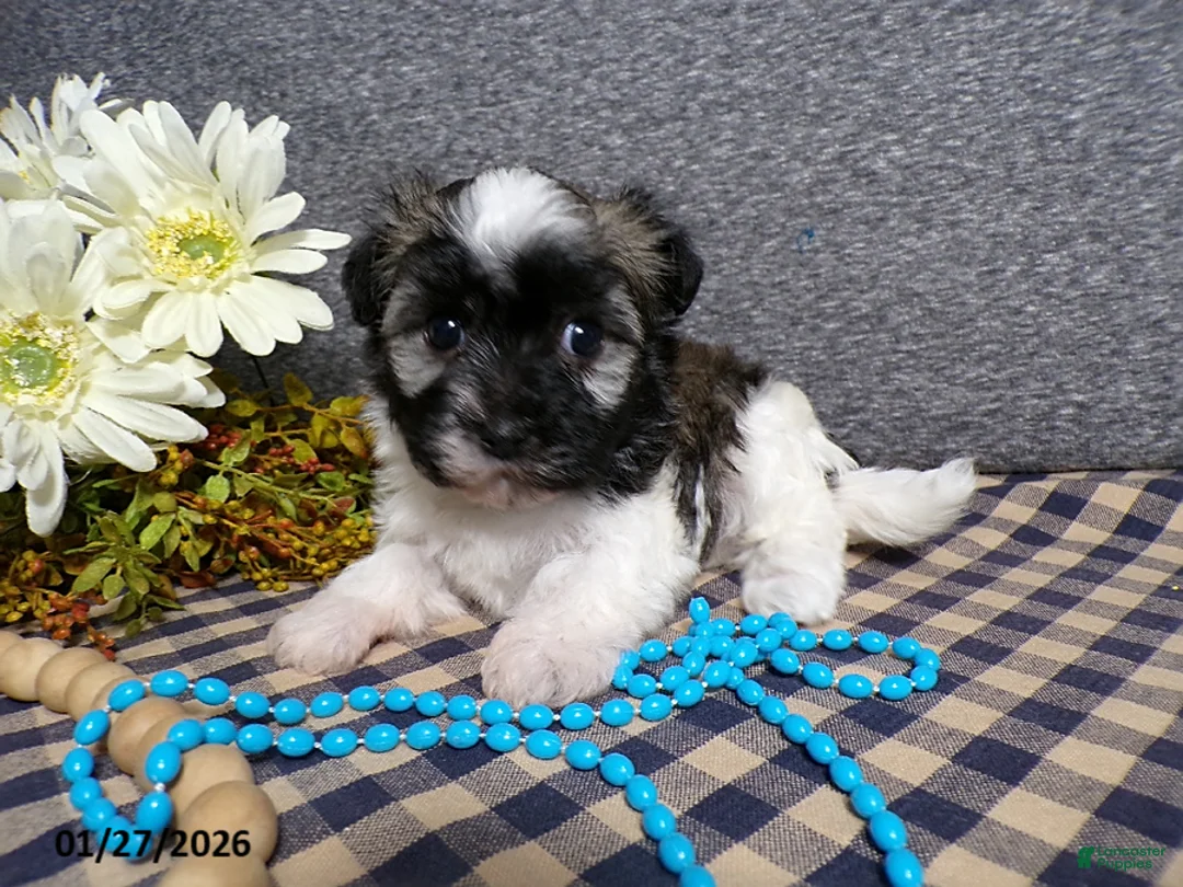 Havanese dogs for sale: Toby - Ad 4