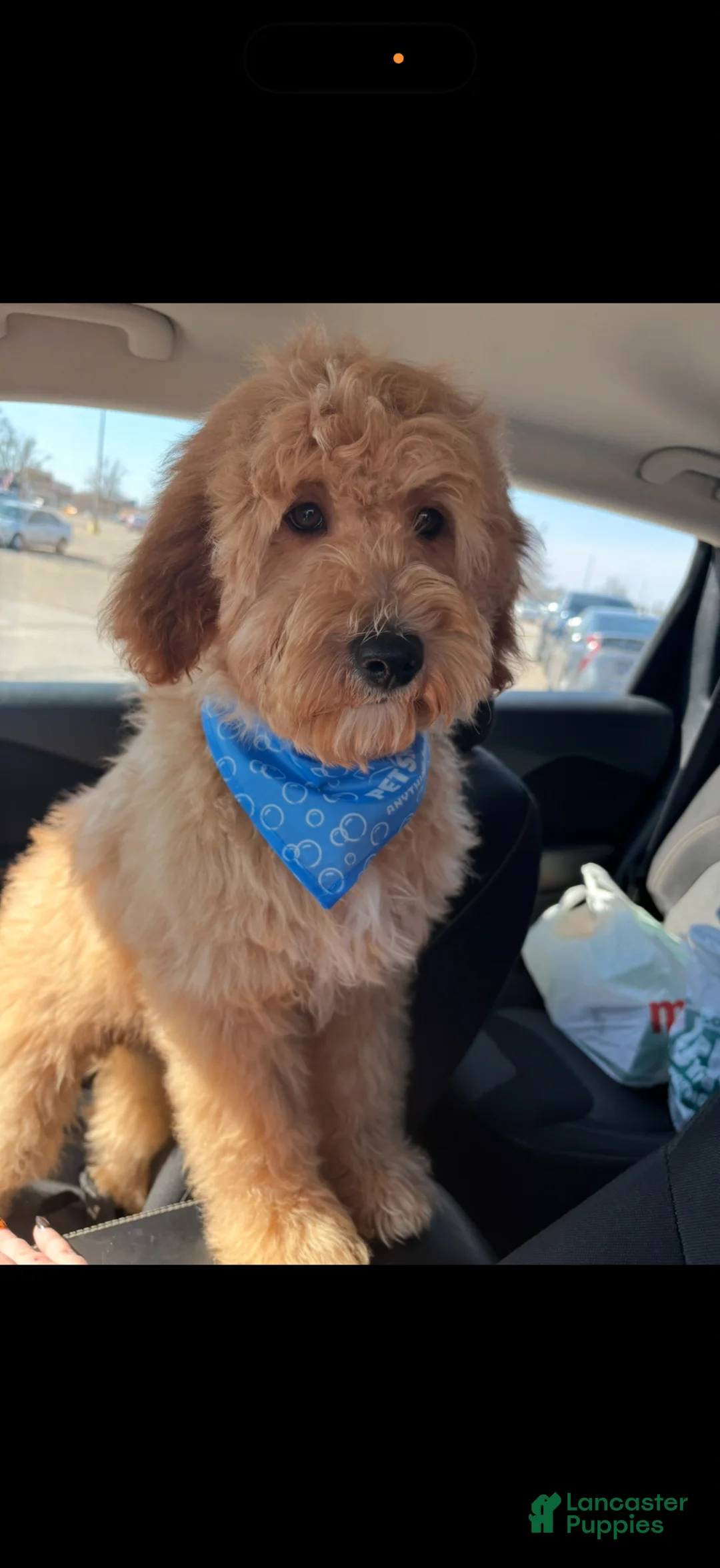 Mini Goldendoodle dogs for sale: Mini Goldendoodle Puppy 1 - Ad 6