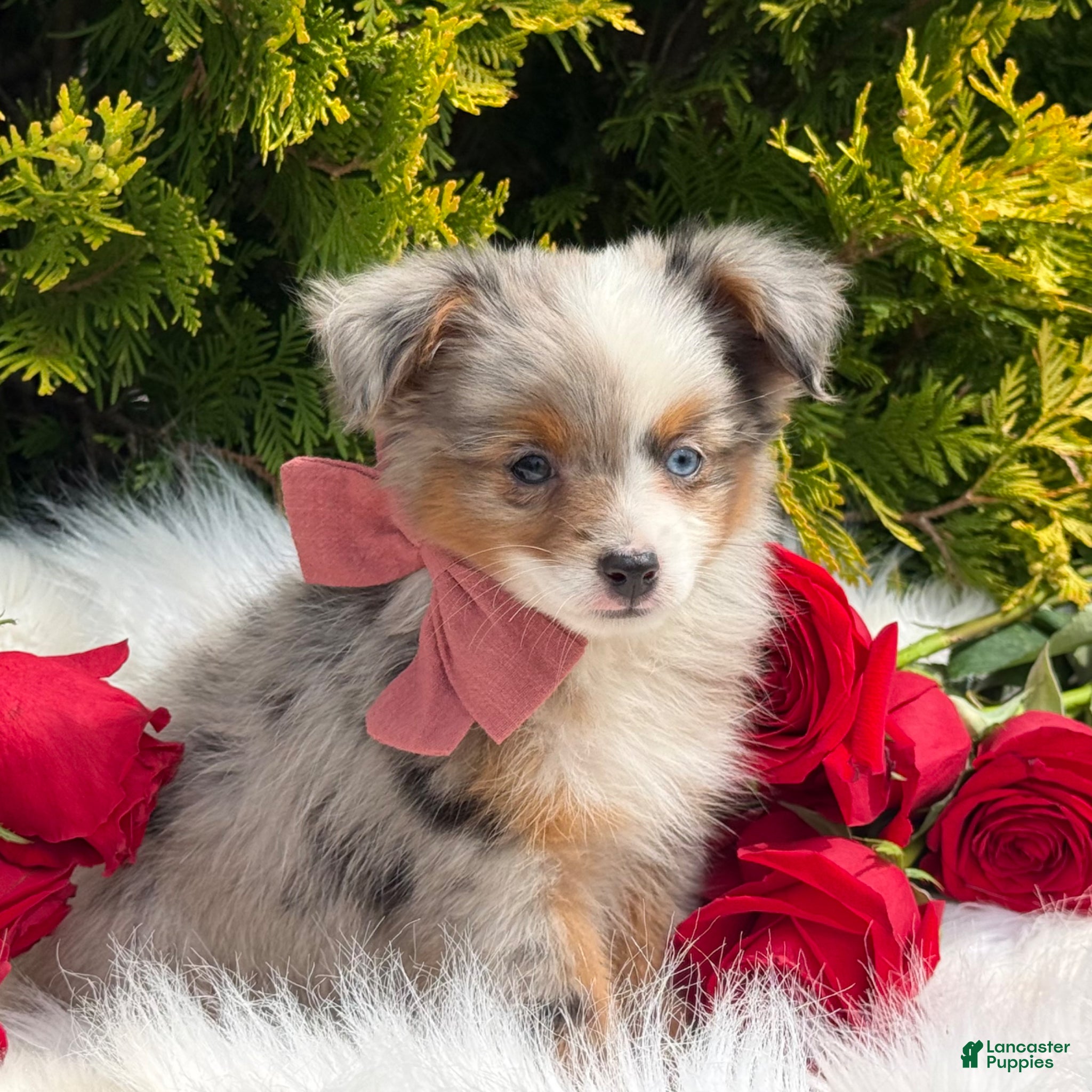 Toy Australian Shepherd dogs Tiny - Ad 1