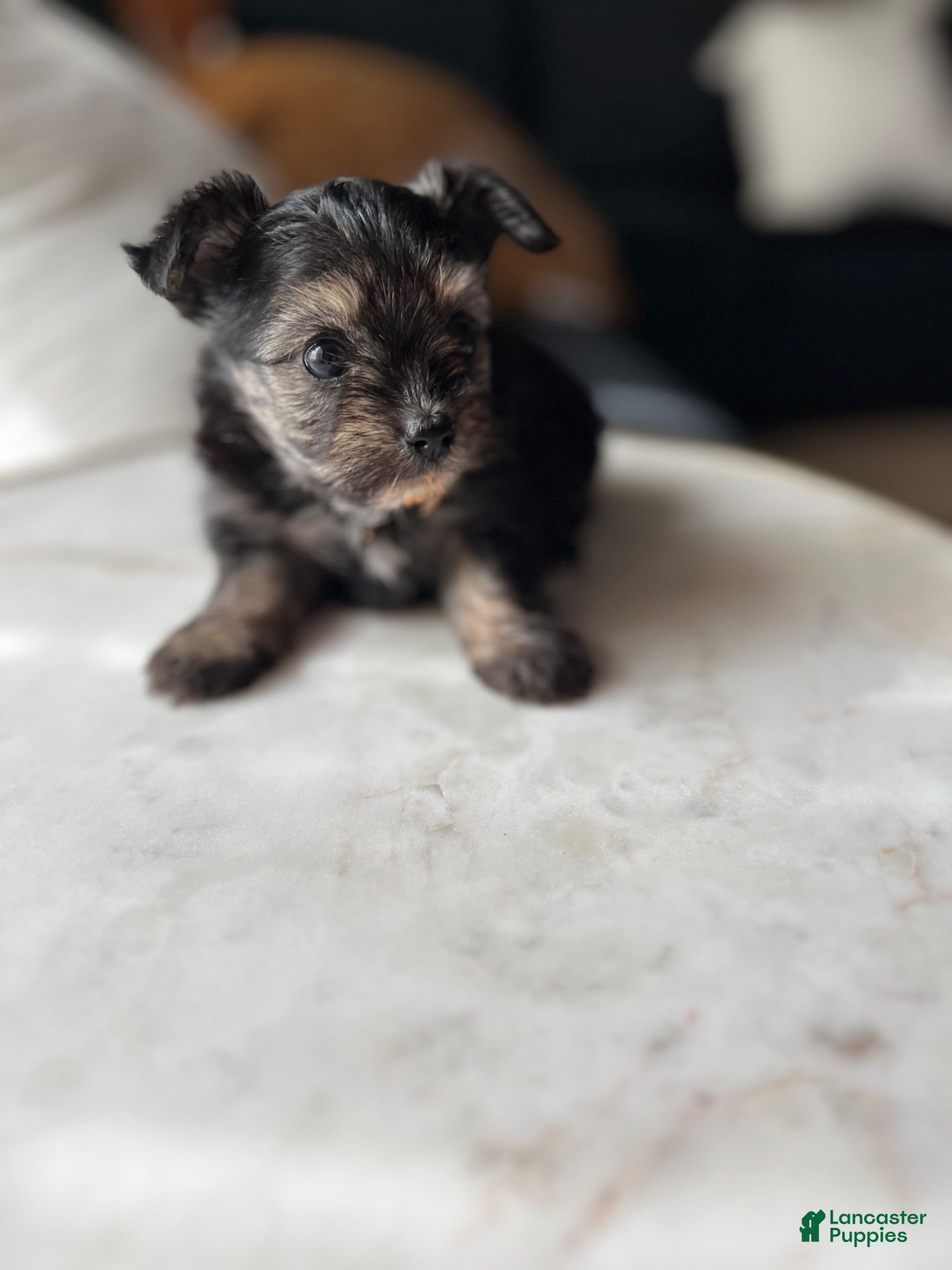 Mixed Breed dogs Mixed Breed 5 - Ad 22