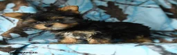 Yorkshire Terrier dogs for sale: Harry - Ad 3