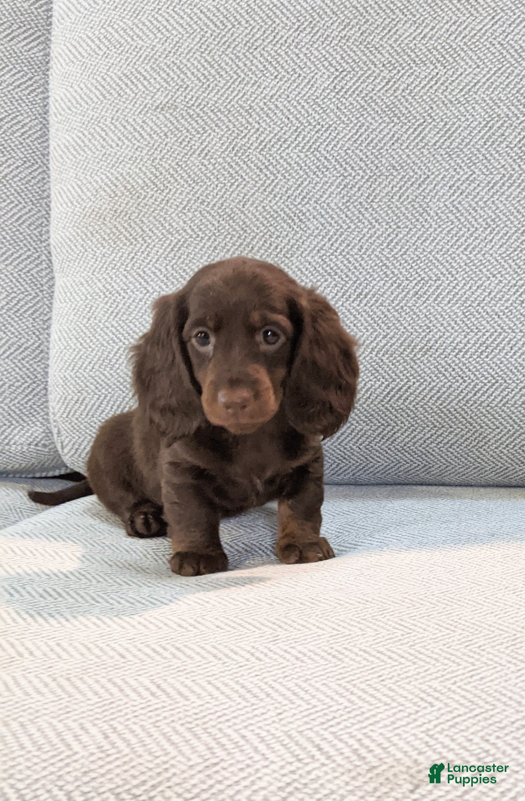Miniature Dachshund dogs Jenny  - Ad 1