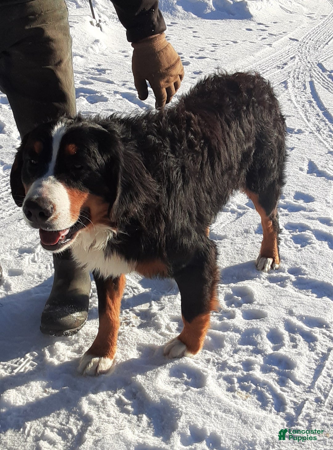 Animal Shelter Bernese Mountain Dog Puppies Available Bernina